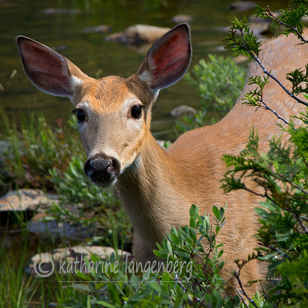 Young doe