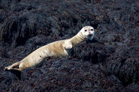 Harbor Seal