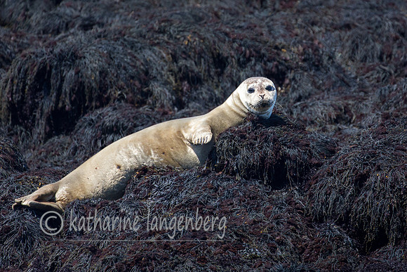 Harbor Seal