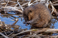 Muskrat