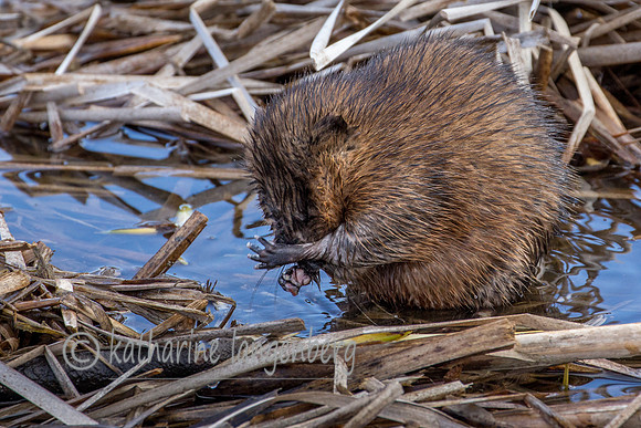 Muskrat
