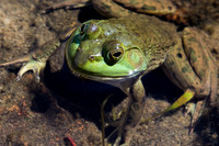 Green Bullfrog