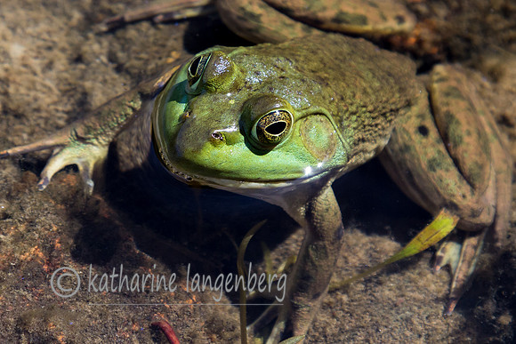 Green Bullfrog