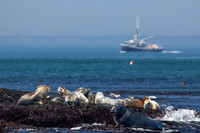 Gray & Harbor Seals