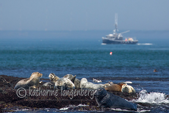 Gray & Harbor Seals