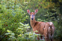 Whitetailed Deer
