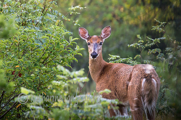 Whitetailed Deer