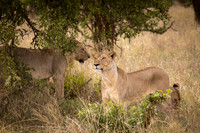 Lioness