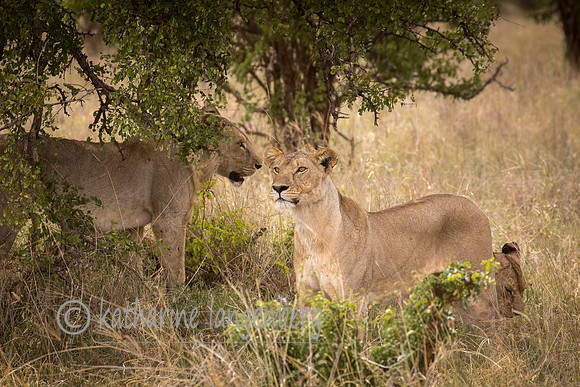 Lioness