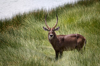 Waterbuck