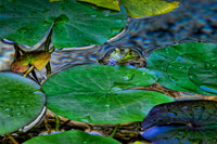 Bullfrog