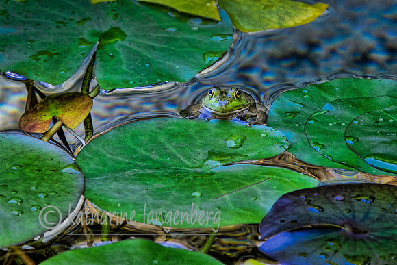 Bullfrog