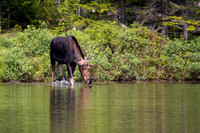 Moose