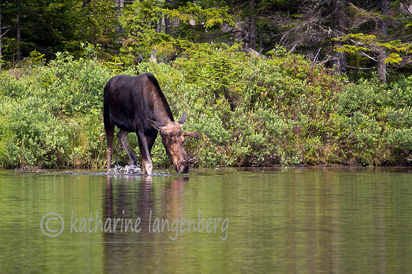Moose