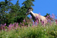 Mammals and Amphibians