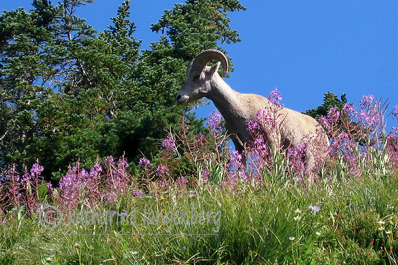Rocky Mountain Bighorn Sheep