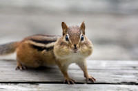 Chipmunk