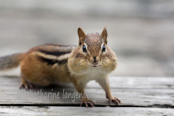 Chipmunk