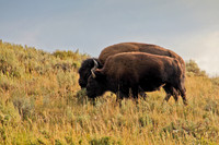 Bison