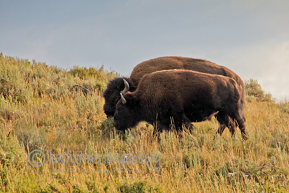 Bison