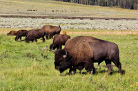 Buffalo
