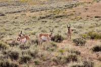 Pronghorns