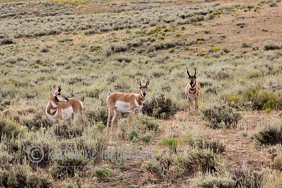 Pronghorns