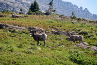 Rocky Mountain Bighorn Sheep