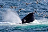 Humpback Whale