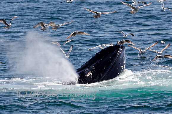 Humpback Whale