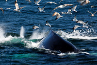Humpback whale