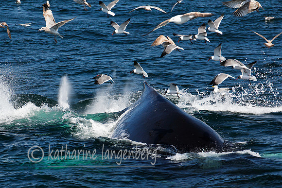 Humpback whale