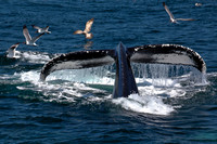 Humpback Whale