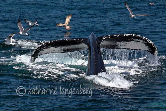 Humpback Whale