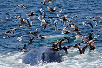 Humpback Whale