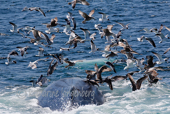 Humpback Whale
