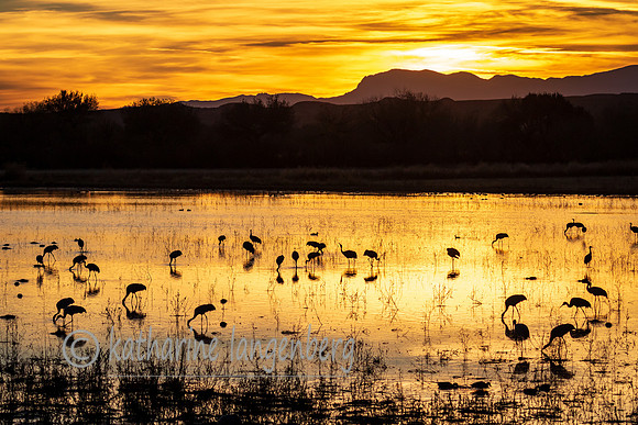 Sunrise, Bosque del Apache, New Mexico