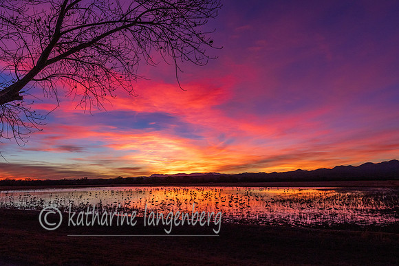 Sunrrise at Bosque del Apache, New Mexico