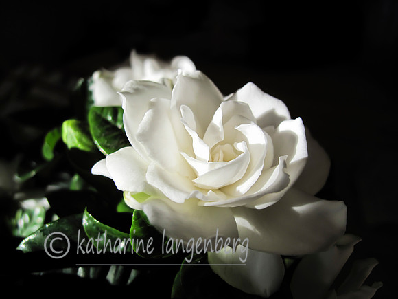 gardenia
