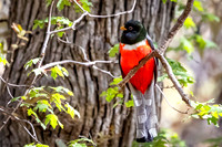 Copper-Tailed Trogon "Elegant Trogon"