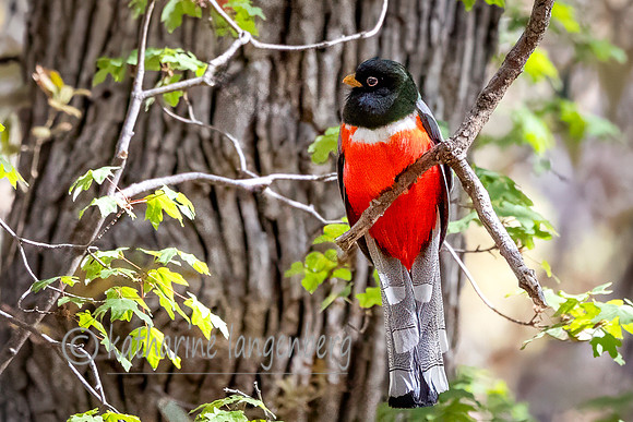 Copper-Tailed Trogon "Elegant Trogon"