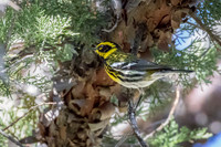 Townsend Warbler
