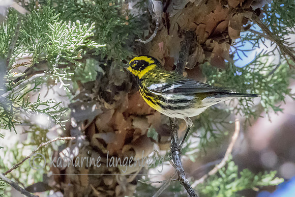Townsend Warbler