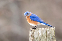 Eastern Bluebird (m)