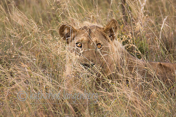 Lion in the grass
