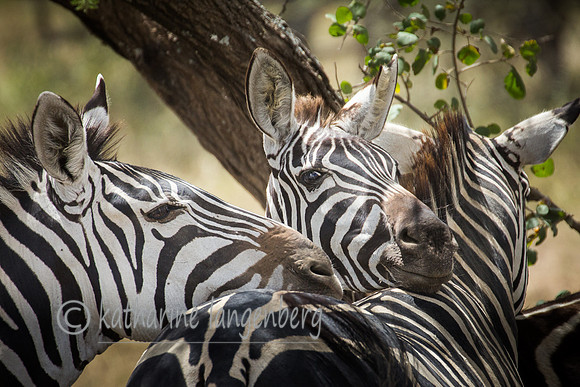 Zebras