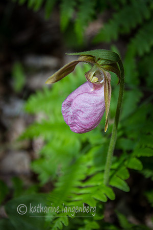 Lady Slipper