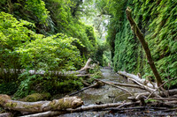 Fern Canyon - Prairie Creek Redwood State Park, California