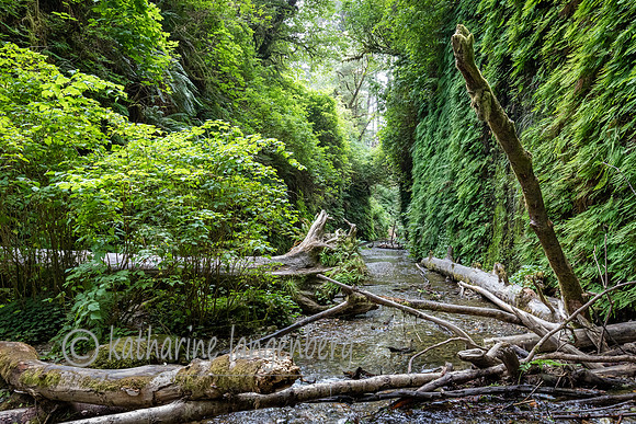 Fern Canyon - Prairie Creek Redwood State Park, California