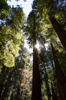 Jedediah Redwood State Park, California